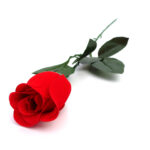 Pimpollo Rosa grande; 65 largo