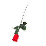 Pimpollo Rosa grande; 65 largo - Imagen 2