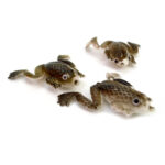 Señuelo rana 3,5 cm , 5 unid. - Imagen 3