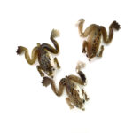 Señuelo rana 3,5 cm , 5 unid. - Imagen 4